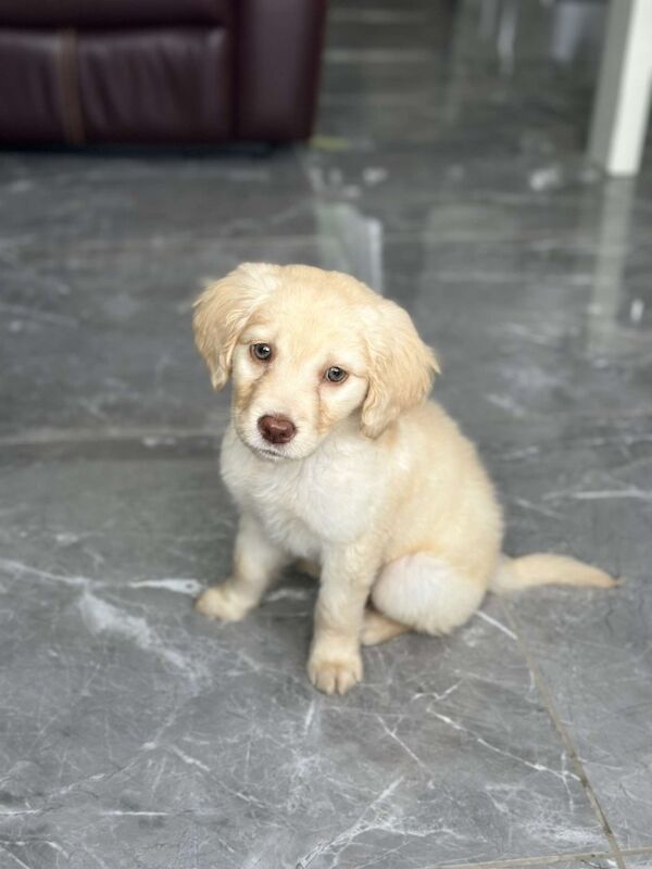 Golden Retriever puppies for sale in Crawley, West Sussex – 3 months old - Image 5 of 7