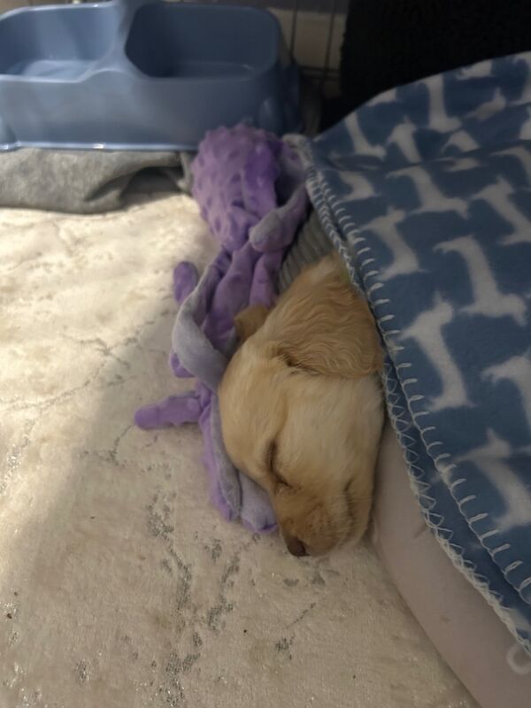Golden Retriever puppies for sale in Crawley, West Sussex – 3 months old - Image 6 of 7