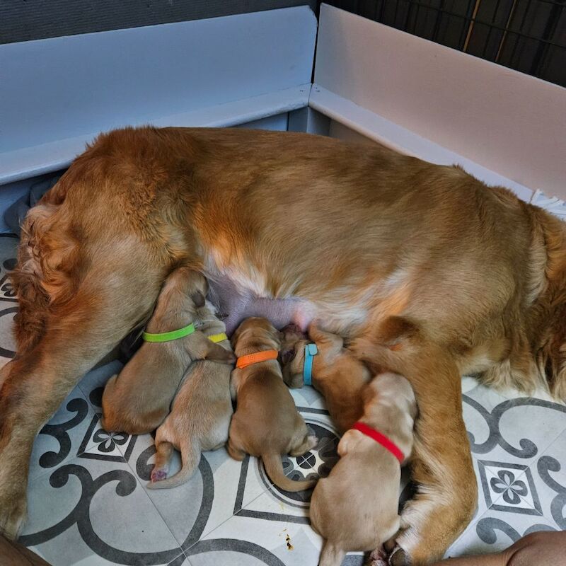 Golden Retriever puppies for sale in Chelmsford, Essex – KC registered, 1 day old - Image 2 of 3