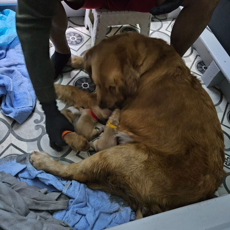 Golden Retriever puppies for sale in Chelmsford, Essex – KC registered, 1 day old - Image 3 of 3