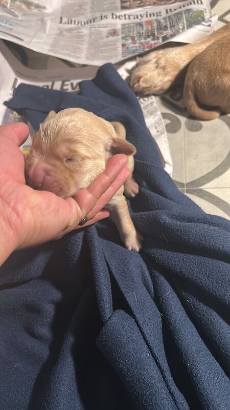 Golden Retriever puppies for sale in Chelmsford, Essex – KC registered, 2 weeks old - Image 2 of 6