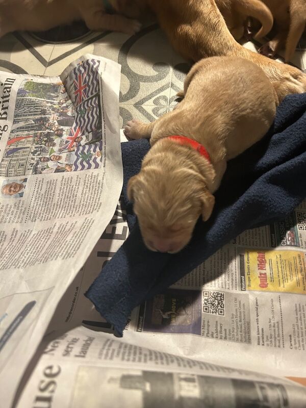 Golden Retriever puppies for sale in Chelmsford, Essex – KC registered, 2 weeks old - Image 3 of 6