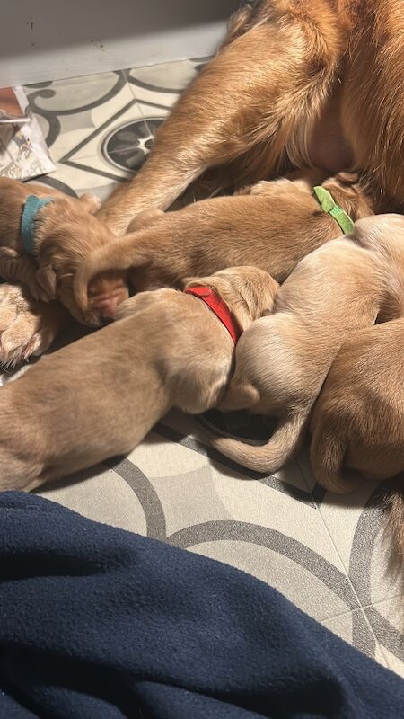 Golden Retriever puppies for sale in Chelmsford, Essex – KC registered, 2 weeks old - Image 4 of 6