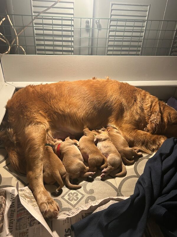 Golden Retriever puppies for sale in Chelmsford, Essex – KC registered, 2 weeks old - Image 5 of 6