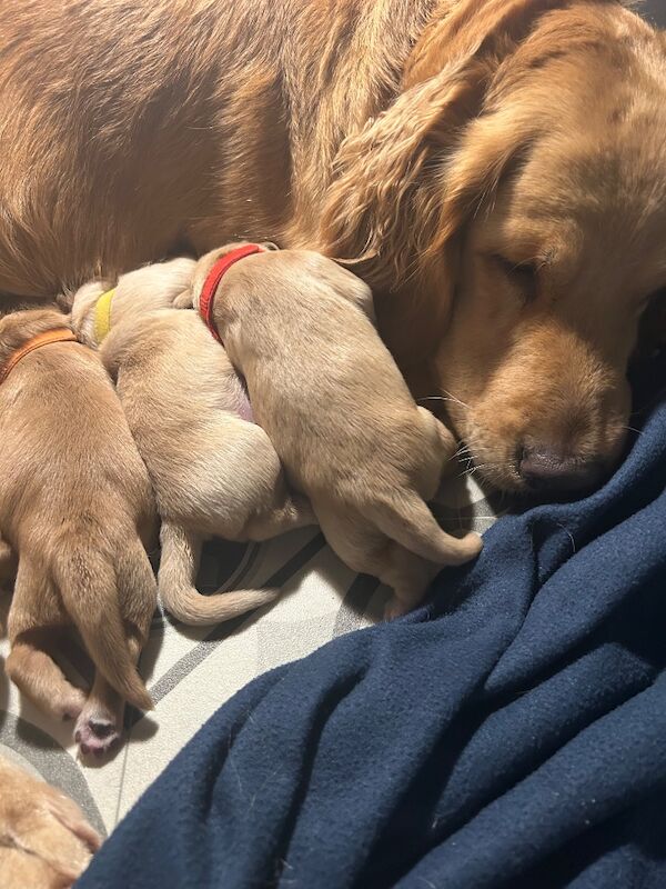 Golden Retriever puppies for sale in Chelmsford, Essex – KC registered, 2 weeks old - Image 6 of 6