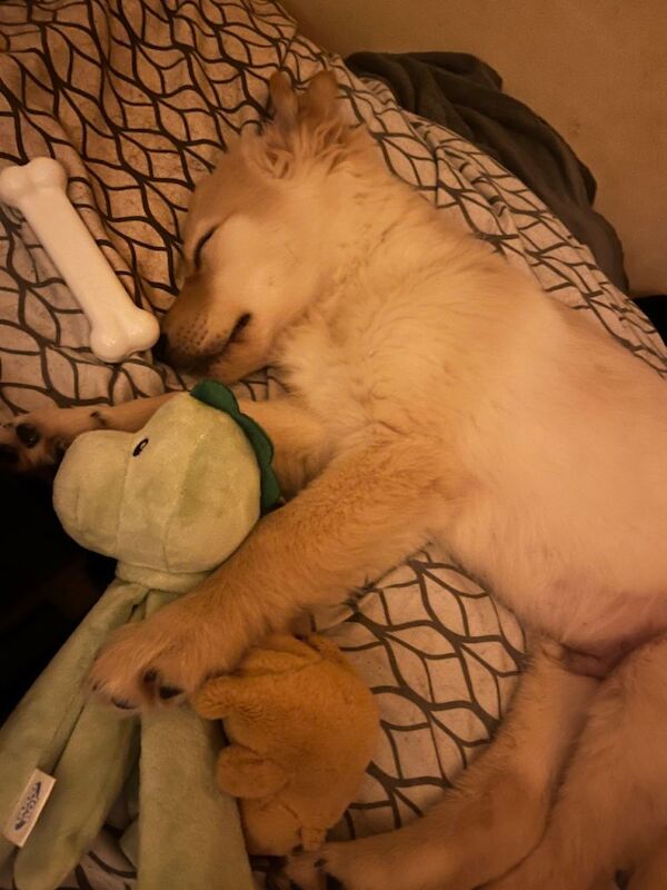 golden retriever puppy - accepting offers