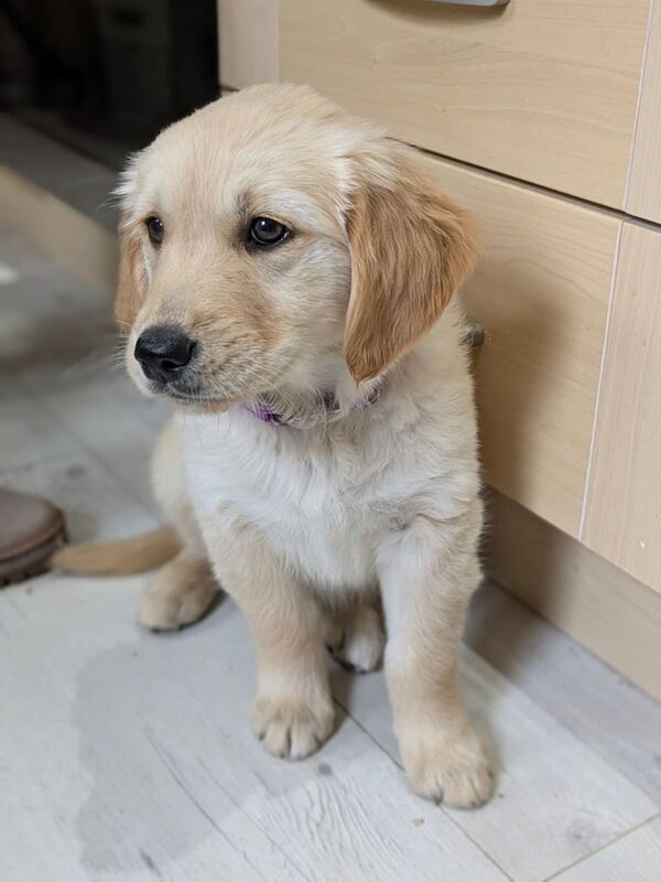 Golden retriever puppy (female ) for sale in Prestonpans, East Lothian