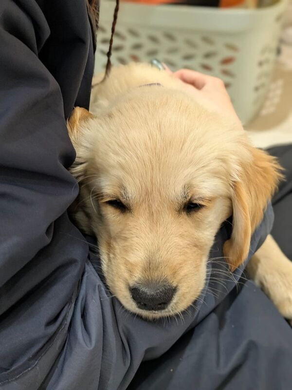 Golden retriever puppy (female ) for sale in Prestonpans, East Lothian | Image 2