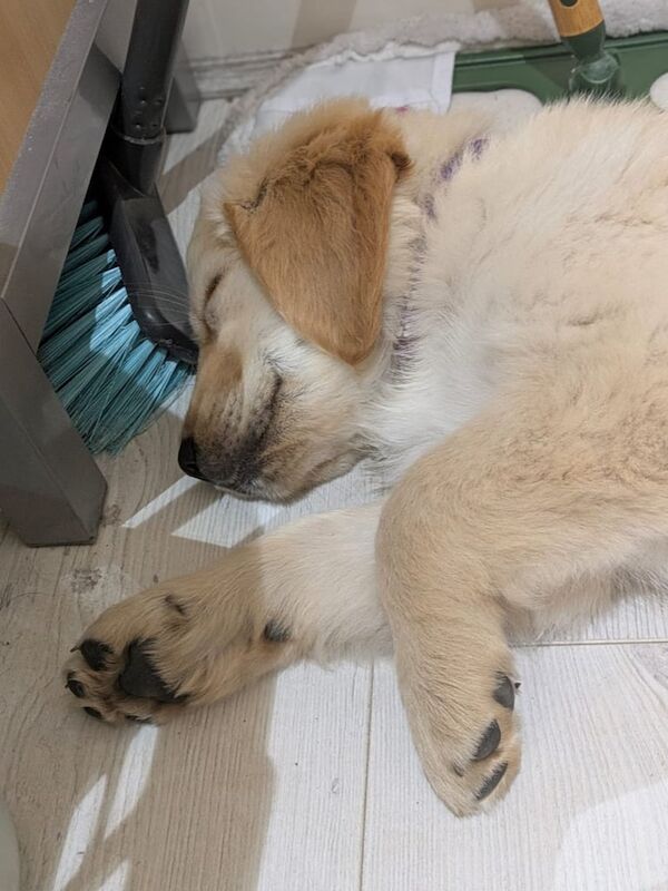 Golden Retriever puppies for sale in Prestonpans, East Lothian – 9 months old - Image 3 of 3