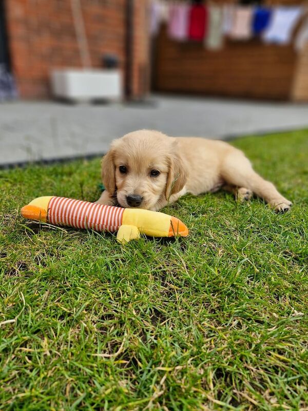 Golden Retriever puppies for sale in Belfast, County Antrim – 8 weeks old