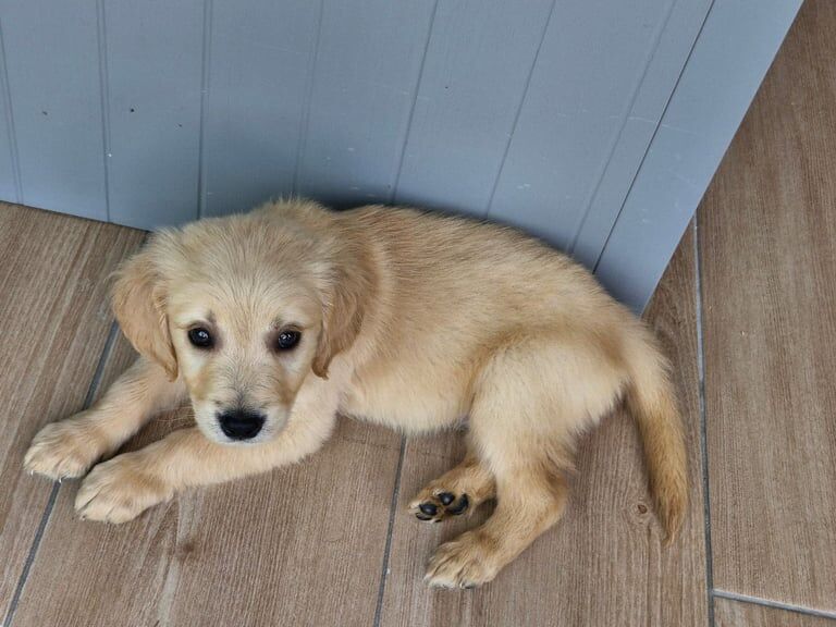 Golden Retriever puppies for sale in Belfast, County Antrim – 8 weeks old - Image 2 of 3