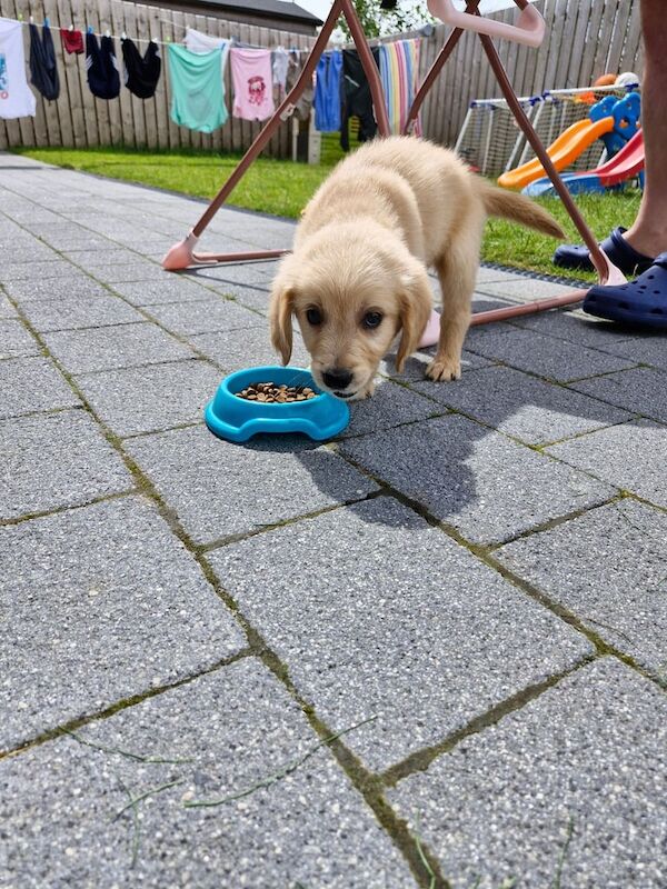 Golden Retriever puppies for sale in Belfast, County Antrim – 8 weeks old - Image 3 of 3