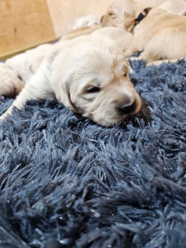 Golden Retriever puppies for sale in Harrow, Greater London – 2 weeks old - Image 2 of 3