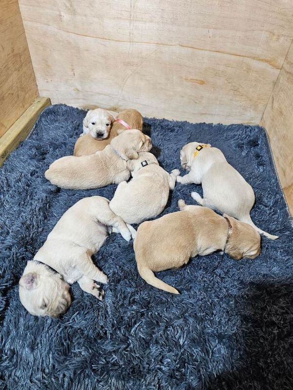 Golden Retriever puppies for sale in Harrow, Greater London – 2 weeks old - Image 3 of 3