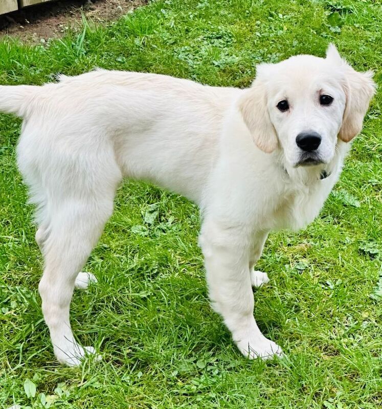 Golden Retriever puppies for sale in Belfast City Centre, Belfast – KC registered, 4 months old