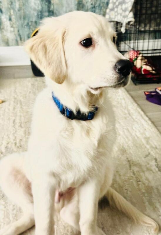 Golden Retriever puppies for sale in Belfast City Centre, Belfast – KC registered, 4 months old - Image 2 of 3