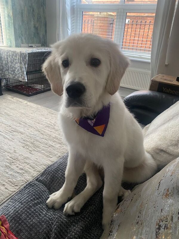 Golden Retriever puppies for sale in Belfast City Centre, Belfast – KC registered, 4 months old - Image 3 of 3