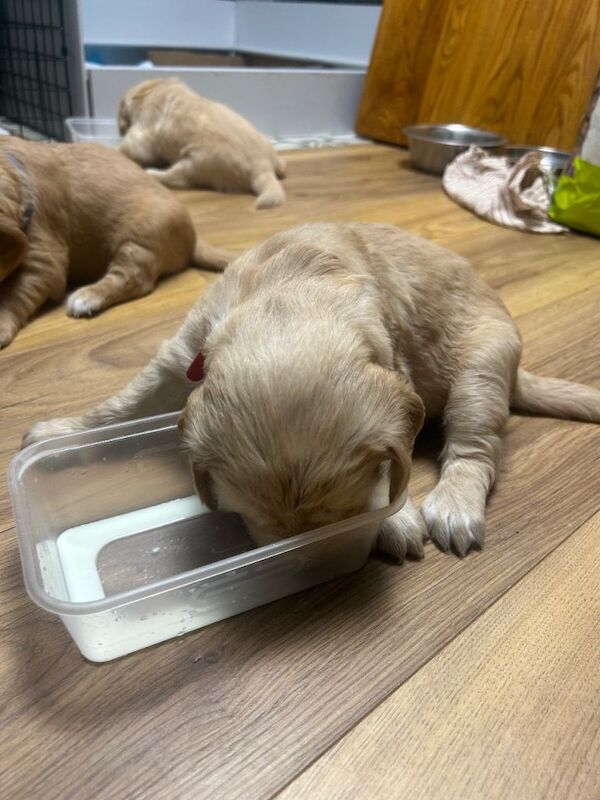 Golden Retriever puppies for sale in Chelmsford, Essex – 9 weeks old - Image 2 of 5