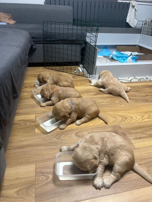 Golden Retriever puppies for sale in Chelmsford, Essex – 9 weeks old - Image 3 of 5