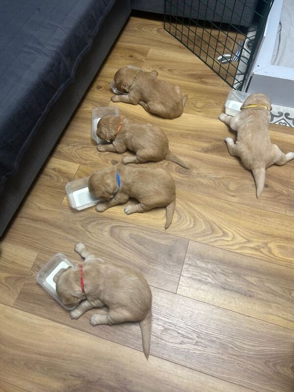 Golden Retriever puppies for sale in Chelmsford, Essex – 9 weeks old - Image 4 of 5