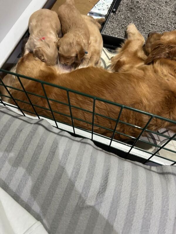 Golden Retriever puppies for sale in Chelmsford, Essex – 9 weeks old - Image 5 of 5