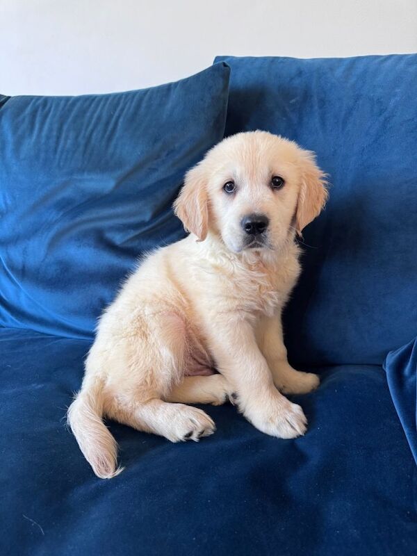 Golden Retriever Puppy Male 11 Weeks
