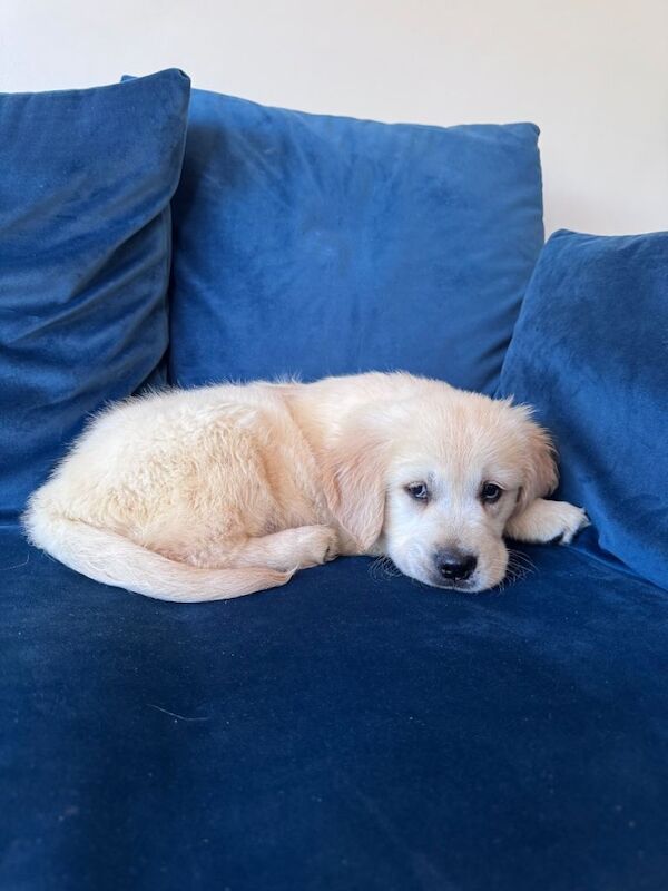 Golden Retriever Puppy Male 11 Weeks - Image 2 of 4