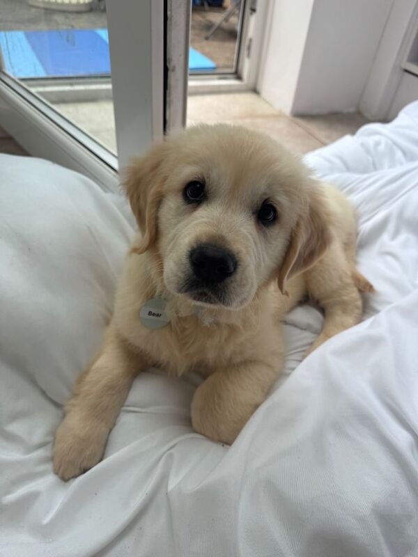Golden Retriever Puppy Male 11 Weeks - Image 3 of 4