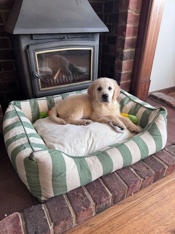 Golden Retriever Puppy Male 11 Weeks - Image 4 of 4