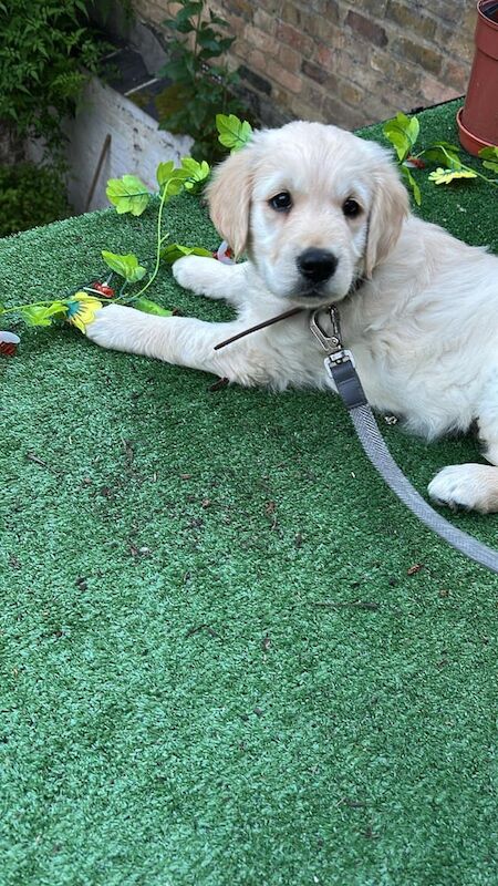 Golden retriever puppy nine week old comes with everything you need for sale in Earl's Court, Greater London