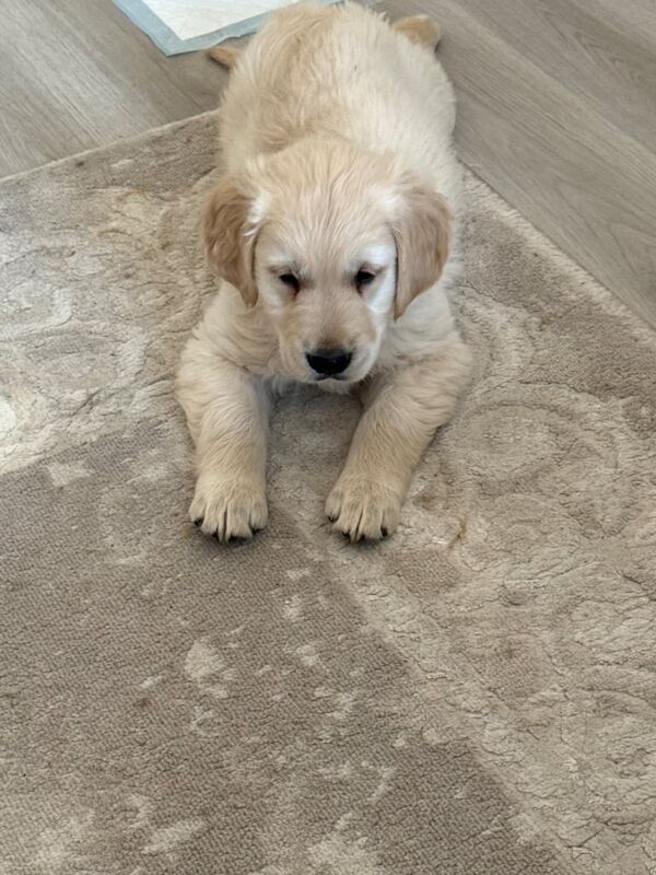 Golden retriever puppy nine week old comes with everything you need for sale in Earl's Court, Greater London - Image 2