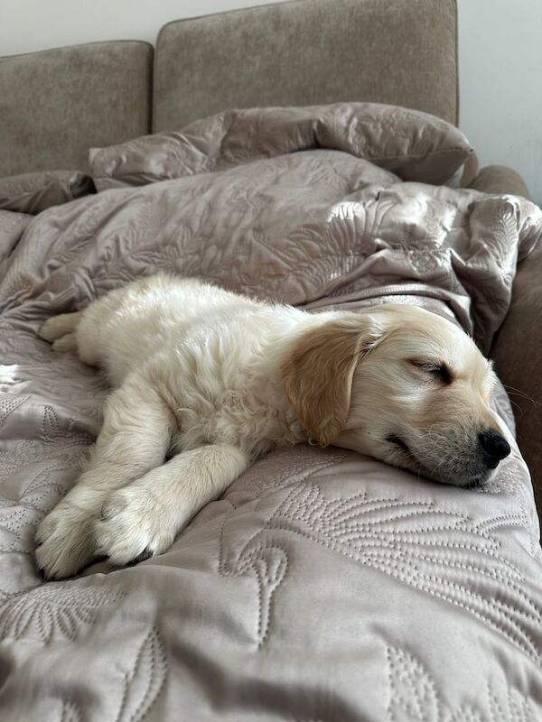 Golden retriever puppy nine week old comes with everything you need for sale in Earl's Court, Greater London - Image 3