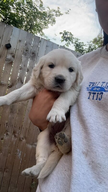 Golden Retriever puppies for sale in Knottingley, West Yorkshire – KC registered, 9 months old - Image 2 of 3