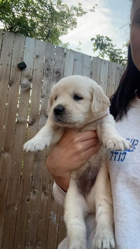 Golden Retriever puppies for sale in Knottingley, West Yorkshire – KC registered, 9 months old - Image 3 of 3