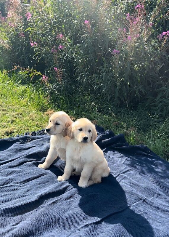 Golden Retriever puppies for sale in Paisley, Renfrewshire – 8 weeks old