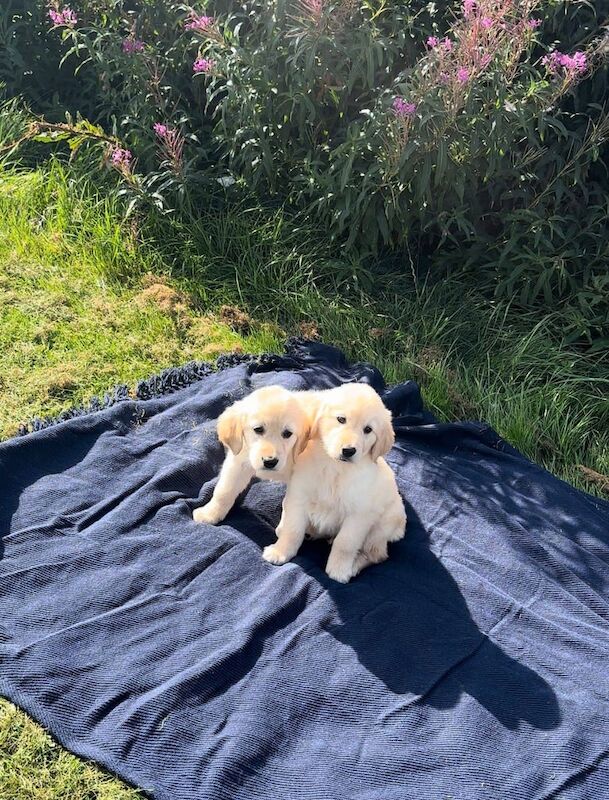Golden Retriever puppies for sale in Paisley, Renfrewshire – 8 weeks old - Image 2 of 3