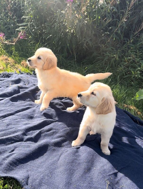 Golden Retriever puppies for sale in Paisley, Renfrewshire – 8 weeks old - Image 3 of 3