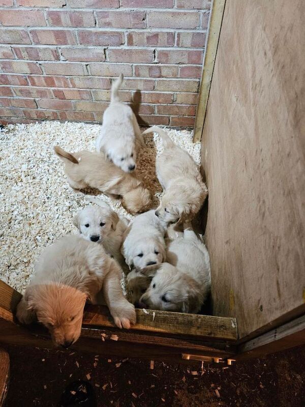 Golden Retriever puppies for sale in Harrow, Greater London – 7 weeks old