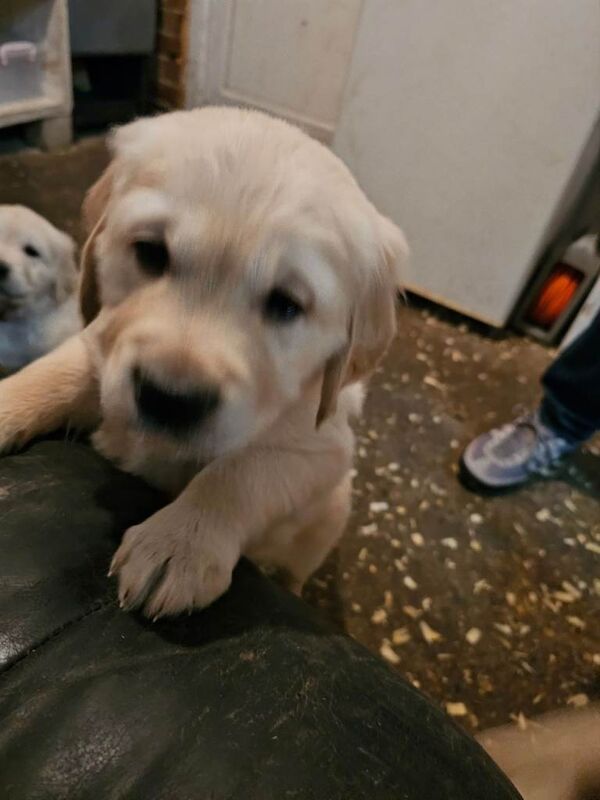 Golden Retriever puppies for sale in Harrow, Greater London – 7 weeks old - Image 2 of 3
