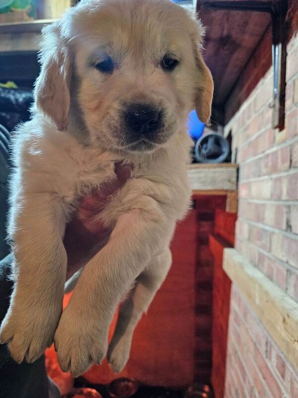 Golden Retriever puppies for sale in Harrow, Greater London – 7 weeks old - Image 3 of 3