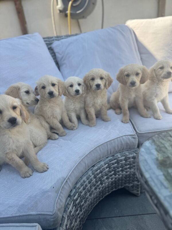 Golden Retriever puppies for sale in Walsall, West Midlands – KC registered, 9 weeks old