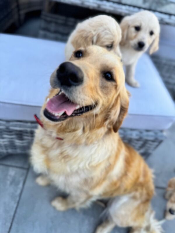 Golden Retriever puppies for sale in Walsall, West Midlands – KC registered, 9 weeks old - Image 2 of 12