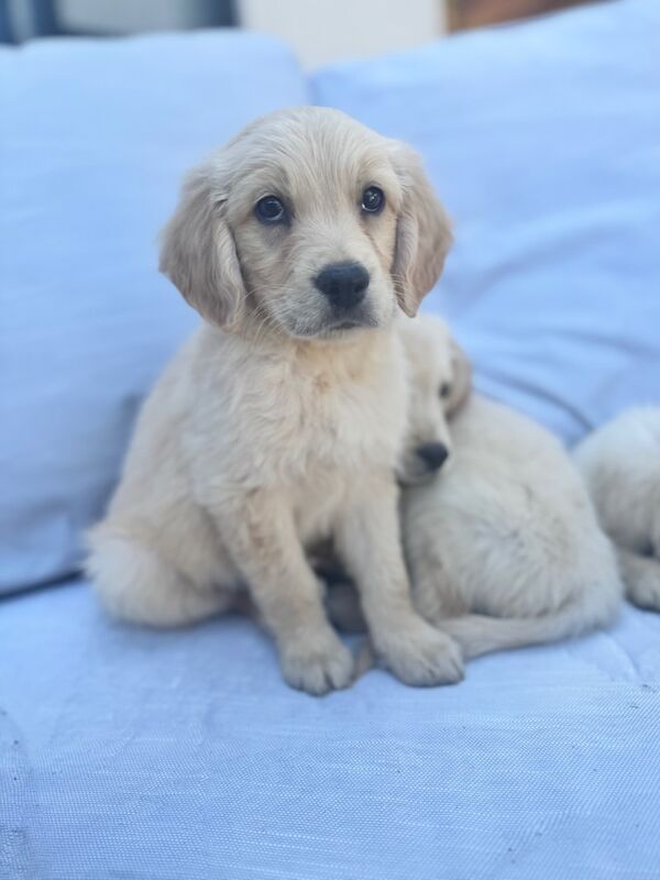 Golden Retriever puppies for sale in Walsall, West Midlands – KC registered, 9 weeks old - Image 3 of 12