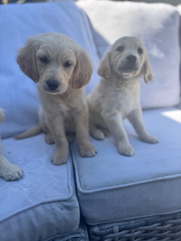 Golden Retriever puppies for sale in Walsall, West Midlands – KC registered, 9 weeks old - Image 4 of 12