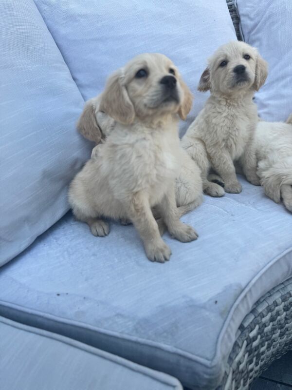 Golden Retriever puppies for sale in Walsall, West Midlands – KC registered, 9 weeks old - Image 5 of 12