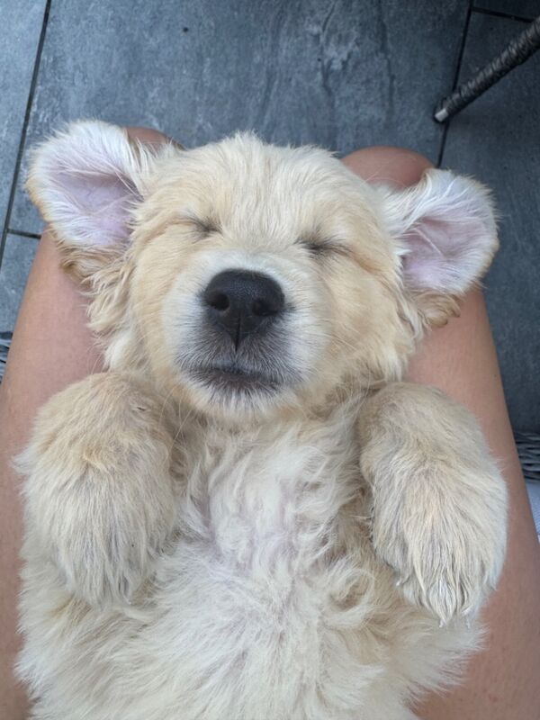 Golden Retriever puppies for sale in Walsall, West Midlands – KC registered, 9 weeks old - Image 6 of 12