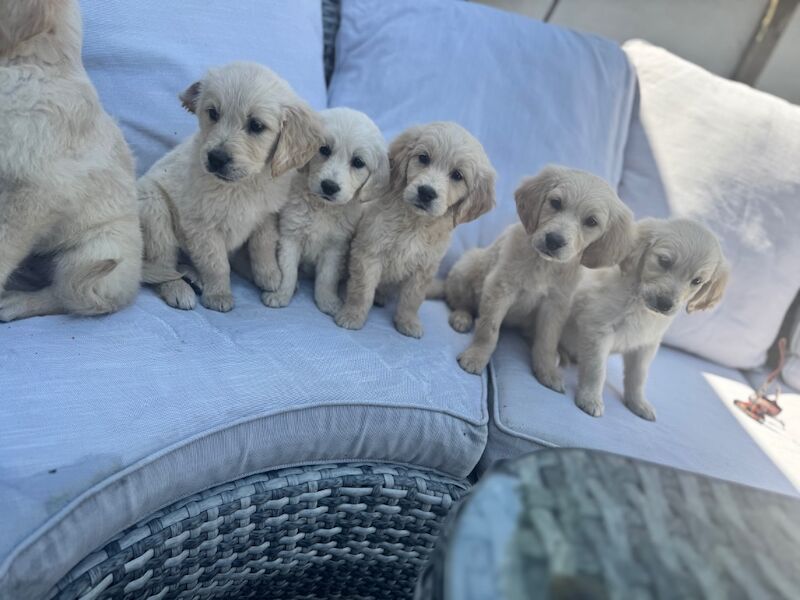 Golden Retriever puppies for sale in Walsall, West Midlands – KC registered, 9 weeks old - Image 7 of 12