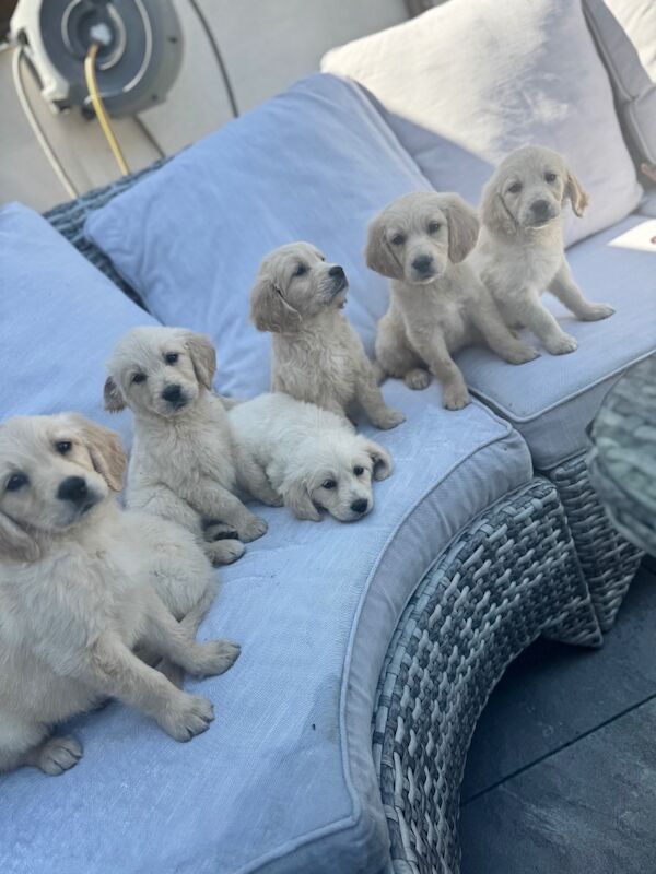 Golden Retriever puppies for sale in Walsall, West Midlands – KC registered, 9 weeks old - Image 8 of 12