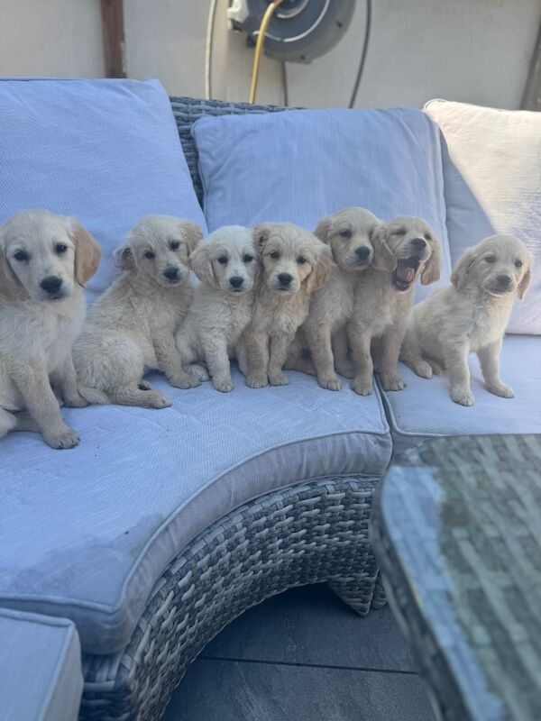 Golden Retriever puppies for sale in Walsall, West Midlands – KC registered, 9 weeks old - Image 9 of 12