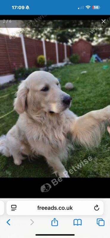Golden Retriever puppies for sale in Walsall, West Midlands – KC registered, 9 weeks old - Image 11 of 12